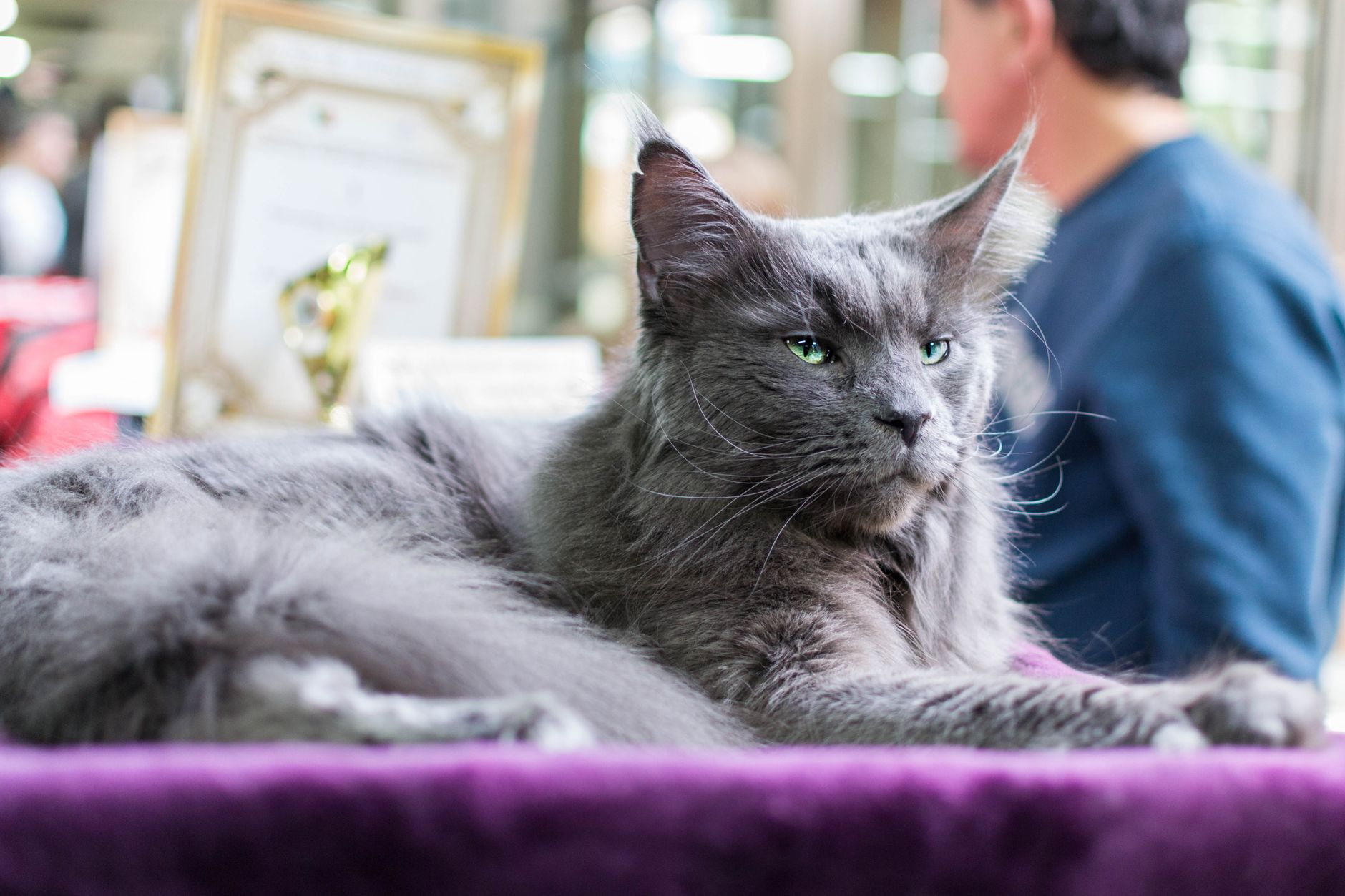 How Large Can a Maine Coon Cat Become? Understanding the Size of the World’s Famous Gentle Giant