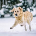 Do Dogs Get Cold? How to Tell When Your Dog Is Feeling Chilly