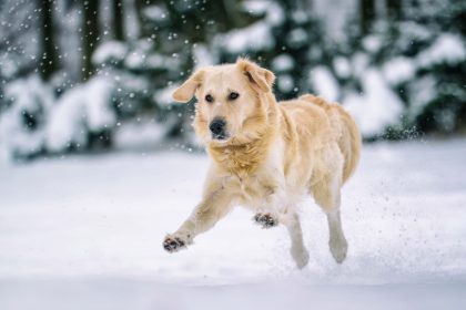 Do Dogs Get Cold? How to Tell When Your Dog Is Feeling Chilly 1 Do Dogs Get Cold? How to Tell When Your Dog Is Feeling Chilly