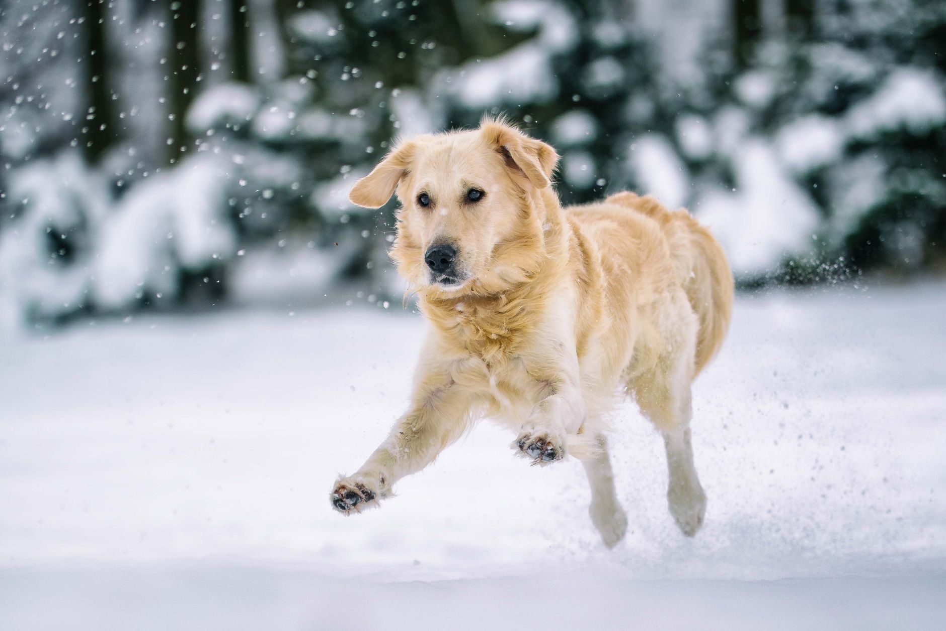 Do Dogs Get Cold? How to Tell When Your Dog Is Feeling Chilly 1 Do Dogs Get Cold? How to Tell When Your Dog Is Feeling Chilly