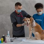 Why Your Dog May Stop Eating and What Owners Should Check First 3 Why Your Dog May Stop Eating and What Owners Should Check First