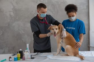 Why Your Dog May Stop Eating and What Owners Should Check First 5 Why Your Dog May Stop Eating and What Owners Should Check First