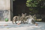 When Is a Cat Fully Grown? Understanding the Timeline From Kitten to Adult