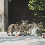 When Is a Cat Fully Grown? Understanding the Timeline From Kitten to Adult 3 When Is a Cat Fully Grown? Understanding the Timeline From Kitten to Adult