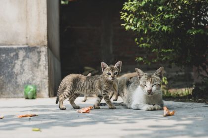 When Is a Cat Fully Grown? Understanding the Timeline From Kitten to Adult 4 When Is a Cat Fully Grown? Understanding the Timeline From Kitten to Adult