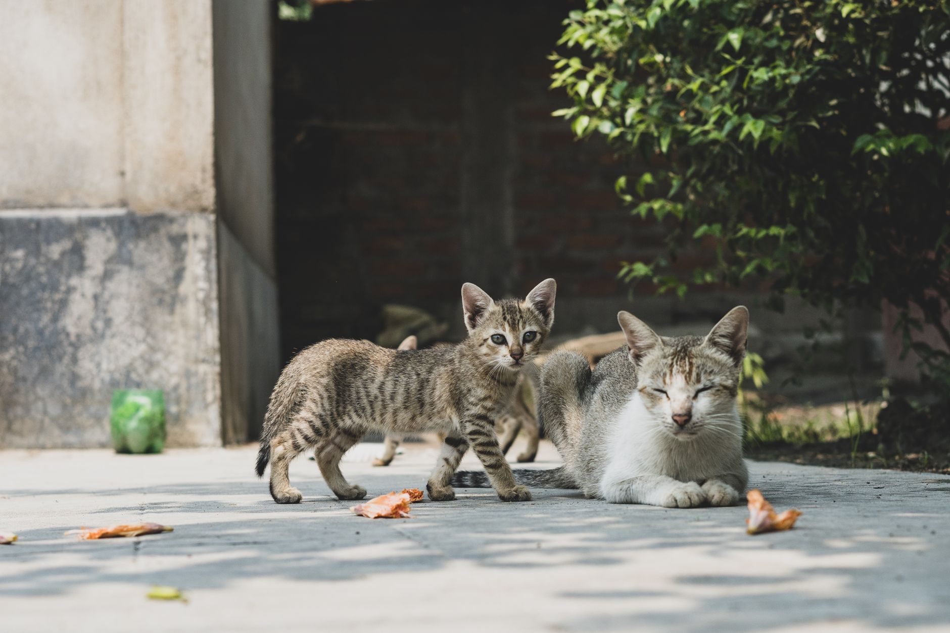 When Is a Cat Fully Grown? Understanding the Timeline From Kitten to Adult 1 When Is a Cat Fully Grown? Understanding the Timeline From Kitten to Adult