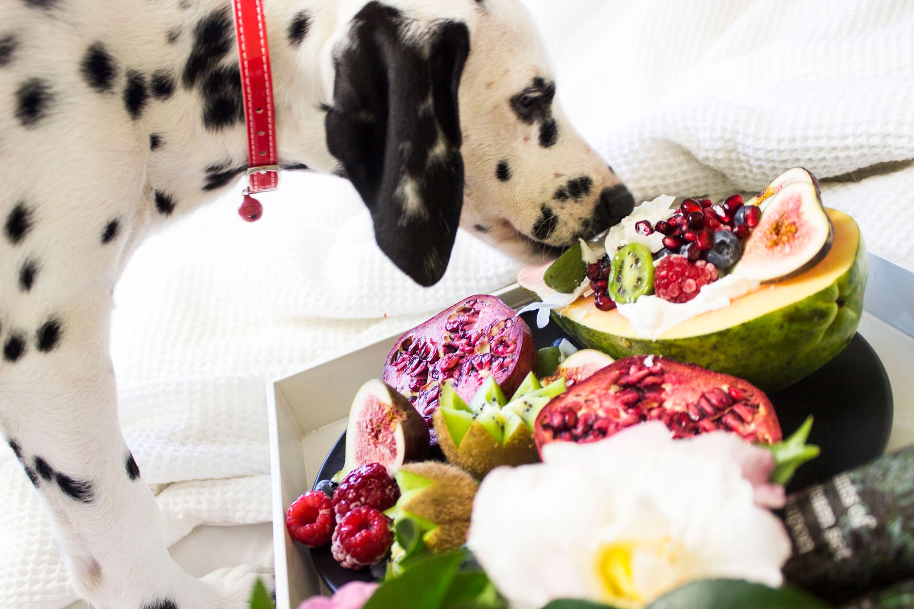 Fruits Dogs Should Avoid: A Guide to Unsafe Choices for Your Pet