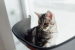How Long Can Cats Stay Home Alone? A Guide to Safe Time Limits and Responsible Care 7 How Long Can Cats Stay Home Alone? A Guide to Safe Time Limits and Responsible Care
