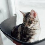 How Long Can Cats Stay Home Alone? A Guide to Safe Time Limits and Responsible Care 3 How Long Can Cats Stay Home Alone? A Guide to Safe Time Limits and Responsible Care