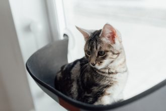 How Long Can Cats Stay Home Alone? A Guide to Safe Time Limits and Responsible Care 4 How Long Can Cats Stay Home Alone? A Guide to Safe Time Limits and Responsible Care