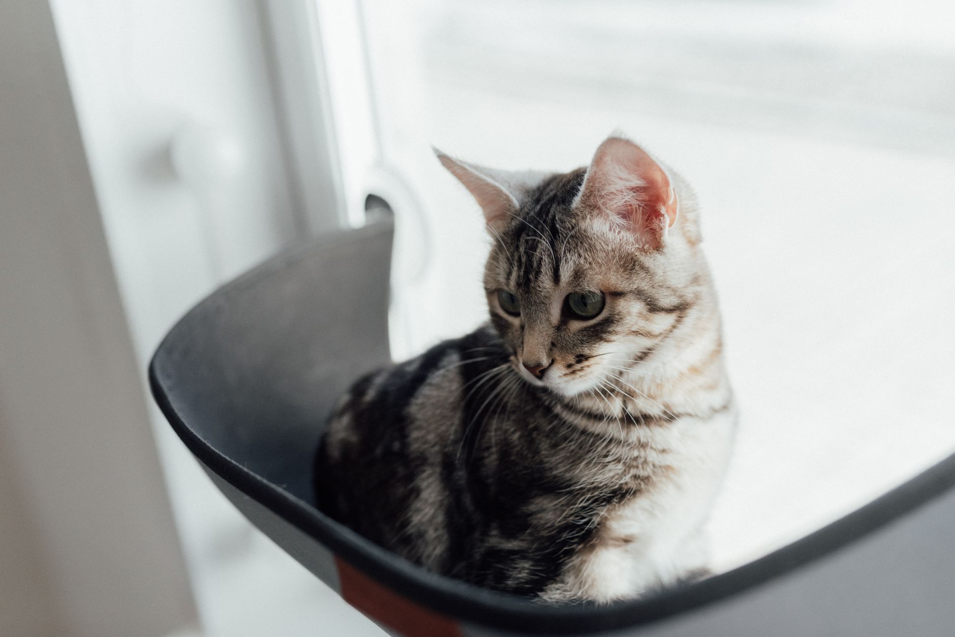 How Long Can Cats Stay Home Alone? A Guide to Safe Time Limits and Responsible Care 1 How Long Can Cats Stay Home Alone? A Guide to Safe Time Limits and Responsible Care
