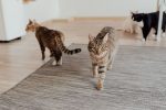 Choosing a Cat-Friendly Rug: What Materials, Designs, and Features Work Best 7 Choosing a Cat-Friendly Rug: What Materials, Designs, and Features Work Best