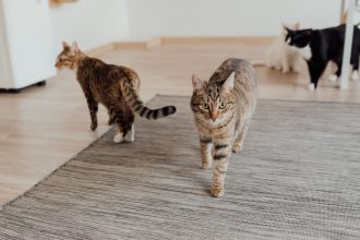 Choosing a Cat-Friendly Rug: What Materials, Designs, and Features Work Best 4 Choosing a Cat-Friendly Rug: What Materials, Designs, and Features Work Best