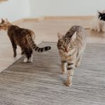 How To Rehome A Cat? 3 How To Rehome A Cat?