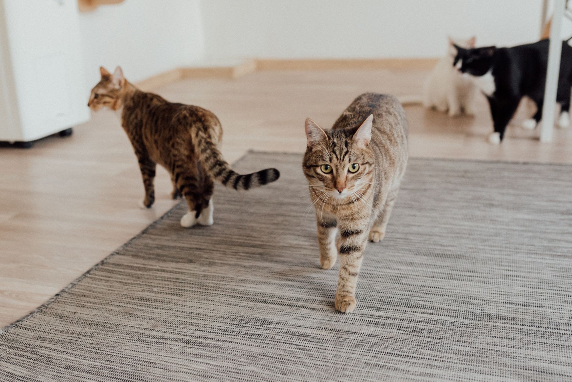How To Rehome A Cat? 19 How To Rehome A Cat?
