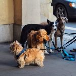 How Much Does a Dog Really Cost? A Complete Guide to Dog Ownership Expenses 2 How Much Does a Dog Really Cost? A Complete Guide to Dog Ownership Expenses