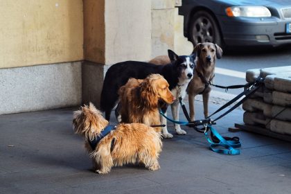 How Much Does a Dog Really Cost? A Complete Guide to Dog Ownership Expenses