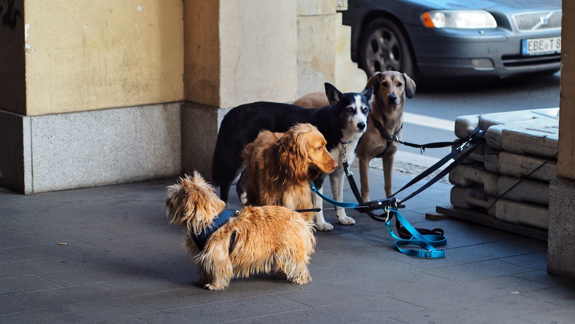 How Much Does a Dog Really Cost? A Complete Guide to Dog Ownership Expenses 1 How Much Does a Dog Really Cost? A Complete Guide to Dog Ownership Expenses