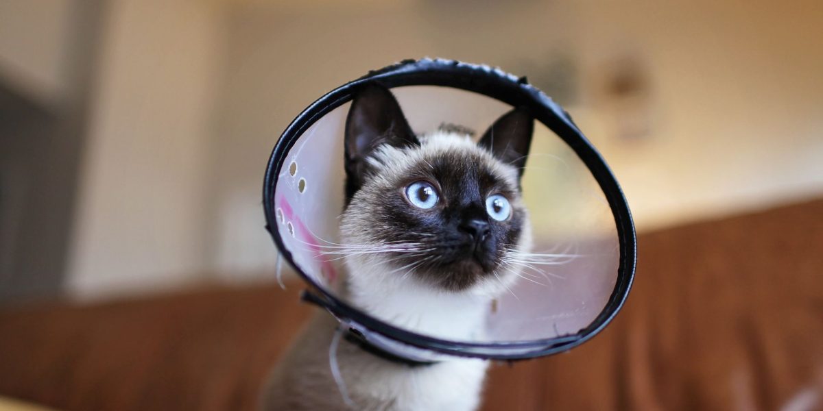 When Do You Spay A Cat? 3 When Do You Spay A Cat?