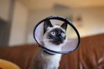 When Do You Spay A Cat? 9 When Do You Spay A Cat?