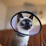 When Do You Spay A Cat?