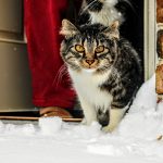 Why Do Cats Keep Coming to Your House? Possible Reasons Explained 2 Why Do Cats Keep Coming to Your House? Possible Reasons Explained