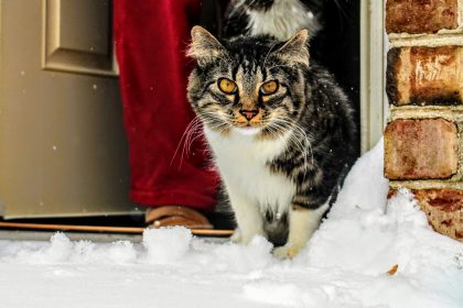 Why Do Cats Keep Coming to Your House? Possible Reasons Explained