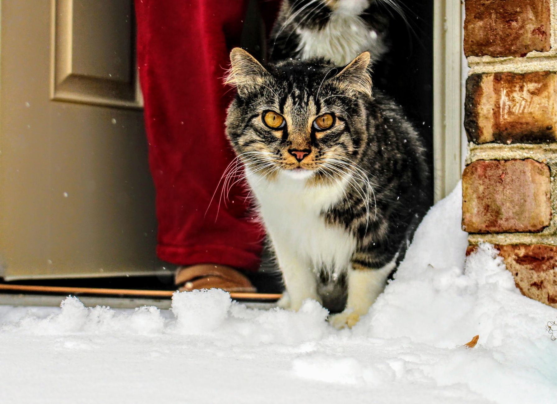 Why Do Cats Keep Coming to Your House? Possible Reasons Explained