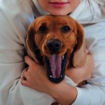 Practical Ways to Help an Overexcited Dog Become Calm and Relaxed