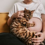 How Domestic Cats Reproduce: Understanding Mating Behaviour, Pregnancy and Responsible Breeding