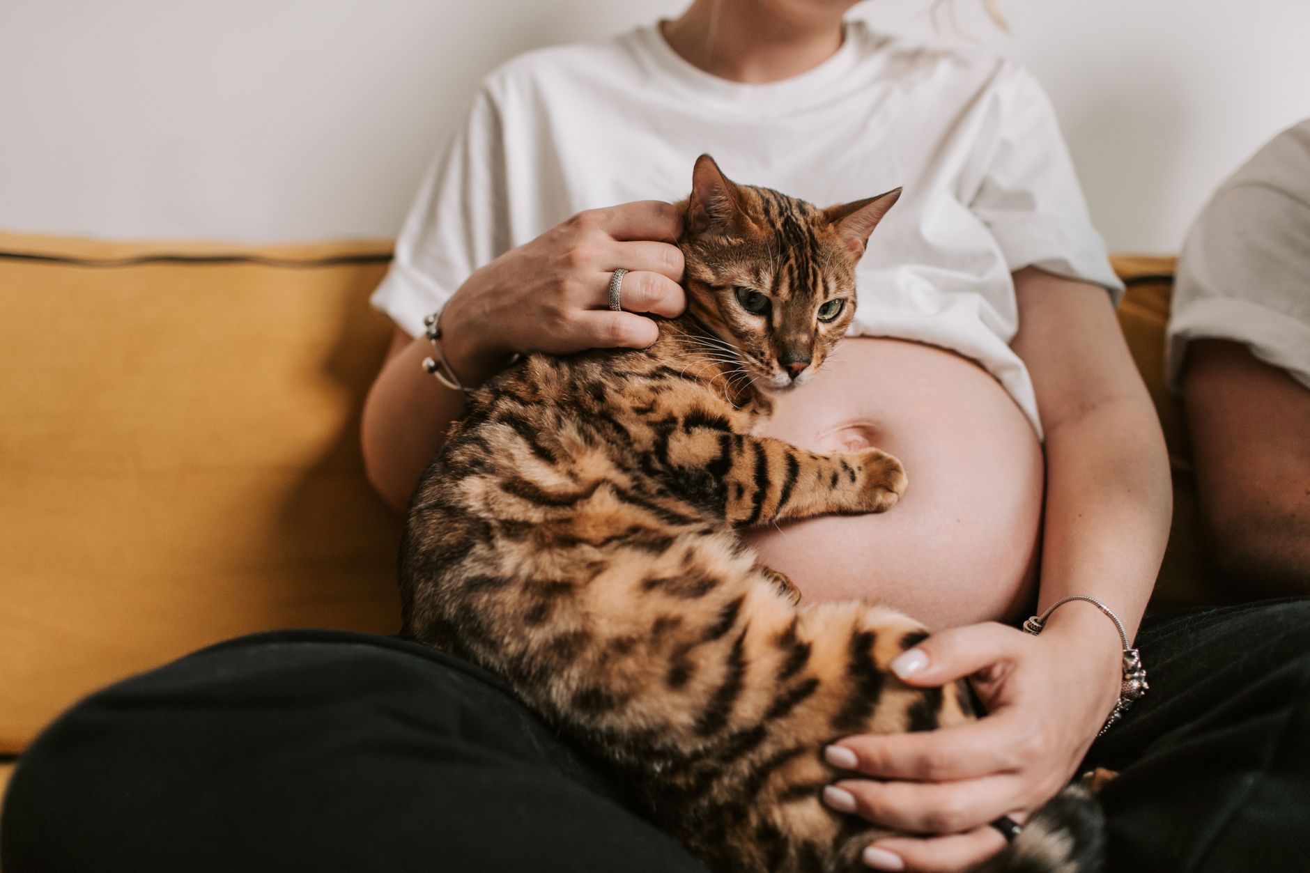 How Domestic Cats Reproduce: Understanding Mating Behaviour, Pregnancy and Responsible Breeding 1 How Domestic Cats Reproduce: Understanding Mating Behaviour, Pregnancy and Responsible Breeding