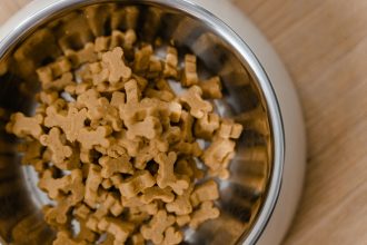 Safe Human Foods for Dogs: Healthy Options and What Owners Should Know 5 Safe Human Foods for Dogs: Healthy Options and What Owners Should Know