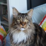 How Could Osmeone Relate To A Mainecoon Cat?