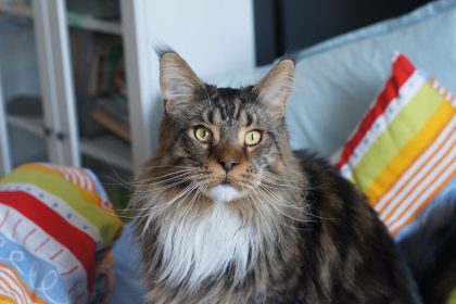 How Could Osmeone Relate To A Mainecoon Cat?