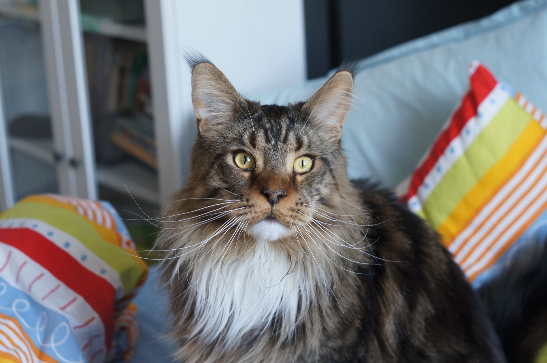 How Could Osmeone Relate To A Mainecoon Cat?