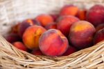 Can Dogs Eat Peaches? What Owners Should Know Before Sharing This Fruit