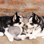 How to Identify a Dog Breed: Understanding the Clues Behind a Dog’s Appearance and Behavior 3 How to Identify a Dog Breed: Understanding the Clues Behind a Dog’s Appearance and Behavior