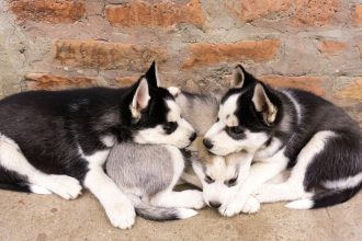How to Identify a Dog Breed: Understanding the Clues Behind a Dog’s Appearance and Behavior 4 How to Identify a Dog Breed: Understanding the Clues Behind a Dog’s Appearance and Behavior