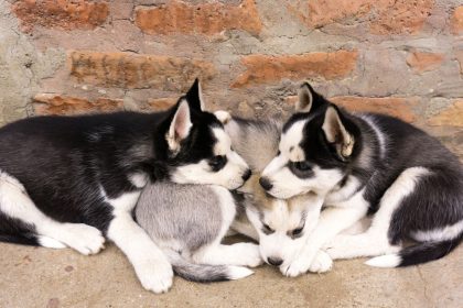 How to Identify a Dog Breed: Understanding the Clues Behind a Dog’s Appearance and Behavior 8 How to Identify a Dog Breed: Understanding the Clues Behind a Dog’s Appearance and Behavior
