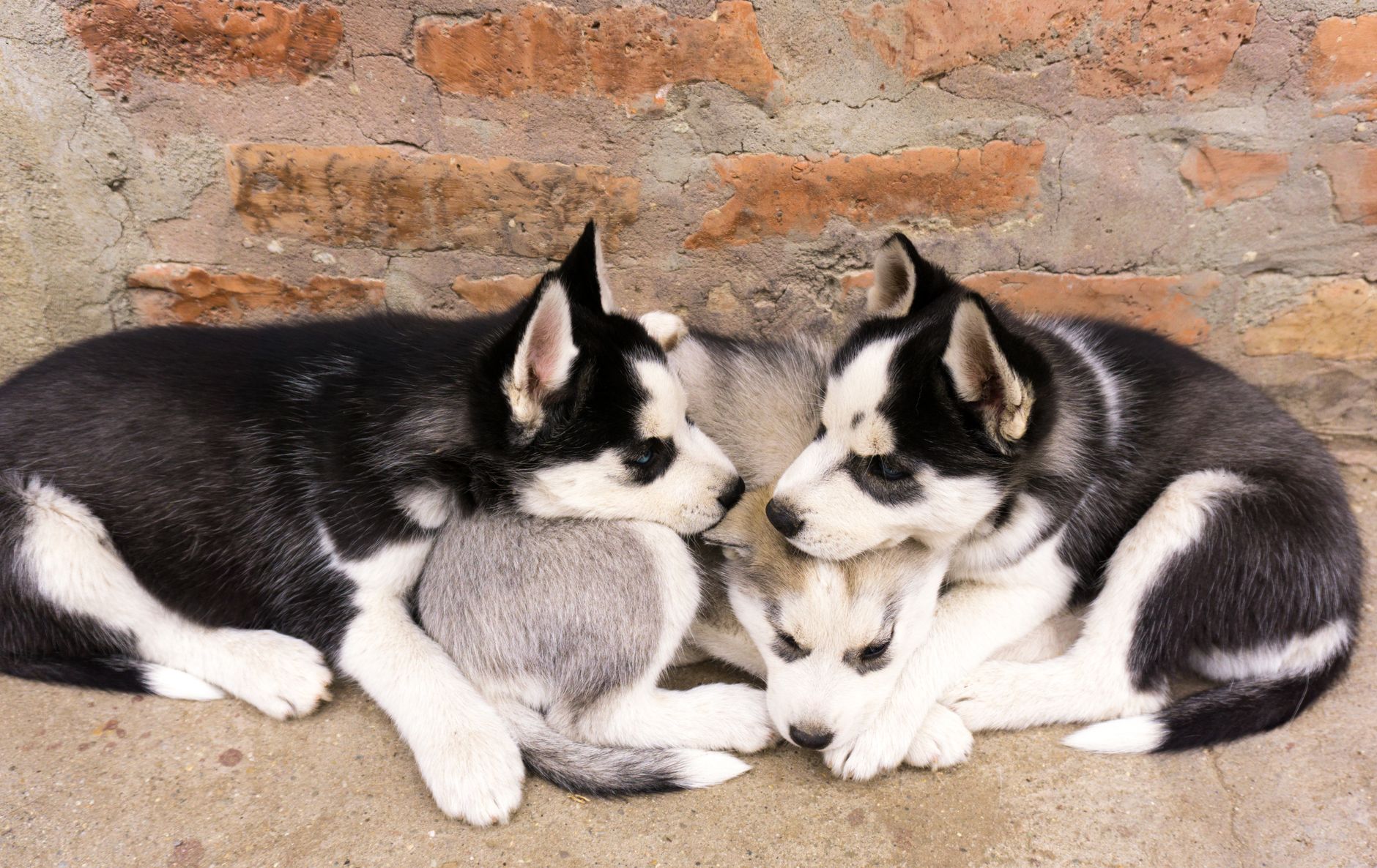How to Identify a Dog Breed: Understanding the Clues Behind a Dog’s Appearance and Behavior 1 How to Identify a Dog Breed: Understanding the Clues Behind a Dog’s Appearance and Behavior