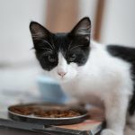 Why Do Cats Make Biscuits? 3 a black and white cat eating food out of a bowl