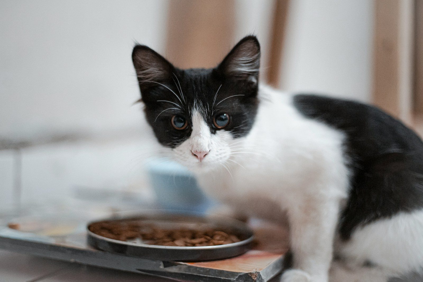Why Do Cats Make Biscuits? 1 a black and white cat eating food out of a bowl