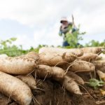 Inilah Daikon: Bagaimana Umbi Asal Jepang Ini Menyelamatkan Hidup Saya 7 A Japanese Farmer in a Daikon Field