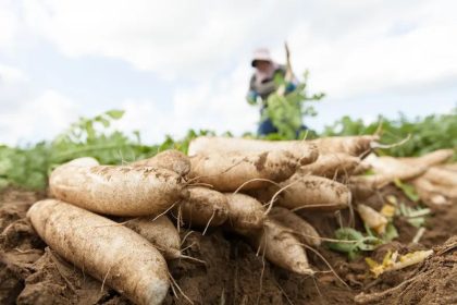A Japanese Farmer in a Daikon Field