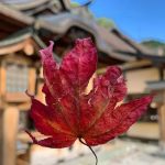 Kuil Furumine, Destinasi di Tochigi yang Memuja Tengu 4 A Leaf in Front of Furumine Shrine