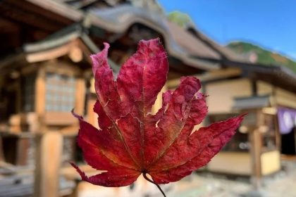 A Leaf in Front of Furumine Shrine