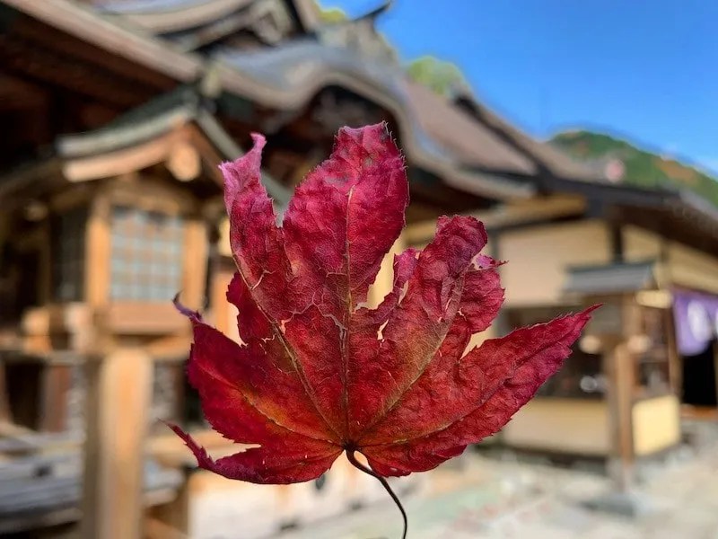 Kuil Furumine, Destinasi di Tochigi yang Memuja Tengu 5 A Leaf in Front of Furumine Shrine