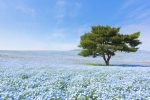 Fields of Nemophila at Hitachi Seaside Park in Ibaraki Prefecture