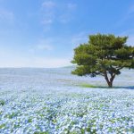 Panduan Lengkap Wisata Prefektur Ibaraki, Permata Tersembunyi di Jepang 19 Fields of Nemophila at Hitachi Seaside Park in Ibaraki Prefecture