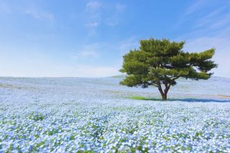 Panduan Lengkap Wisata Prefektur Ibaraki, Permata Tersembunyi di Jepang 16 Fields of Nemophila at Hitachi Seaside Park in Ibaraki Prefecture